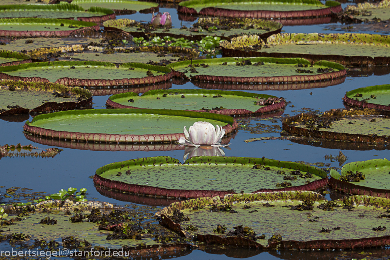 lily pads